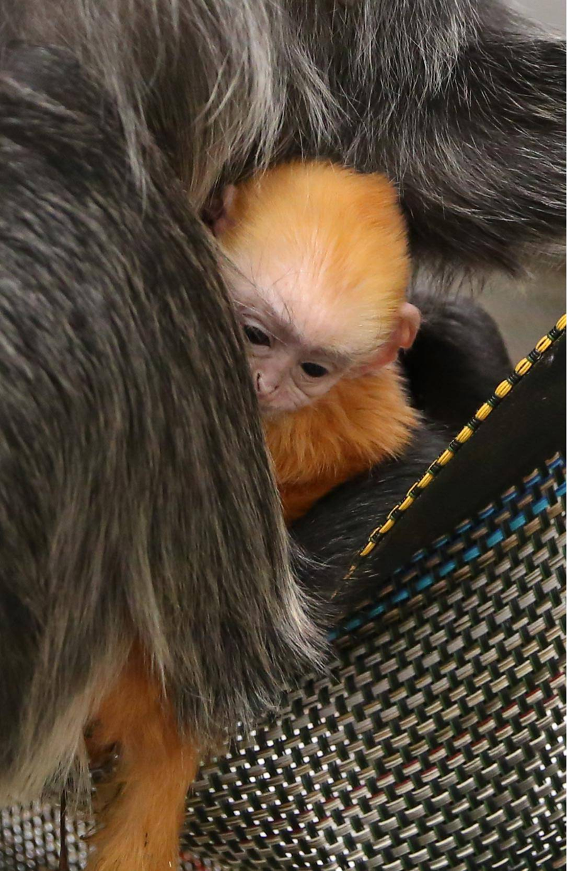 Photo: Amy Smotherman Burgess/Zoo Knoxville